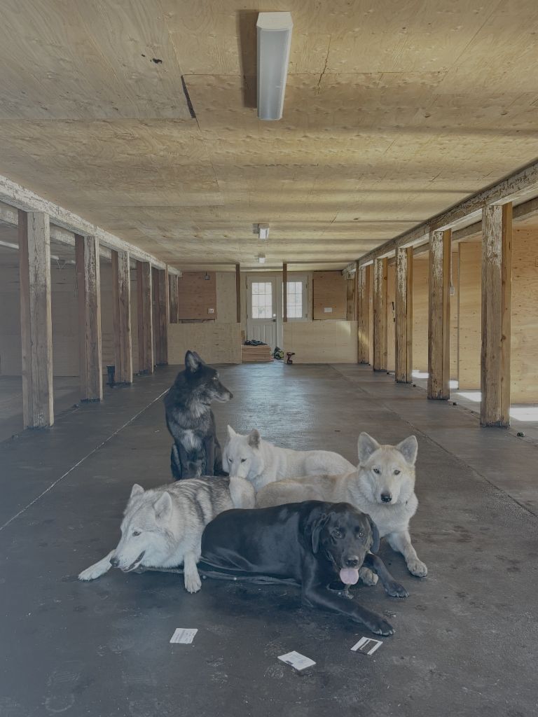 Dogs resting calmly in the farm boarding kennel at Pasture & Paw