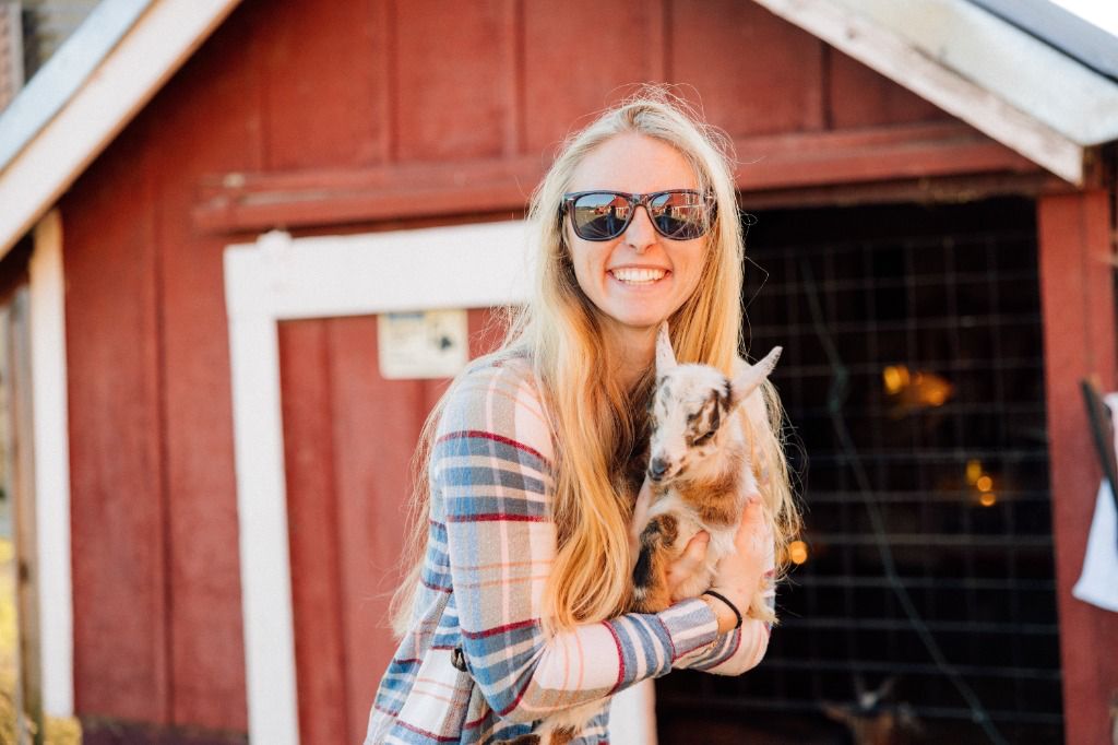 Norwegian Goats