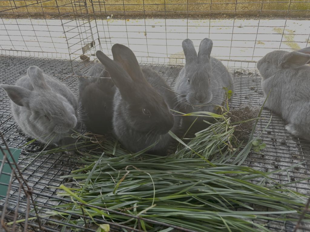 Silver Fox Rabbits