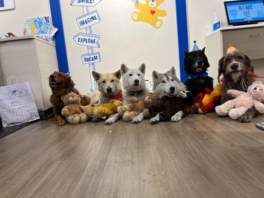 Well-trained pack of dogs demonstrating focus and obedience